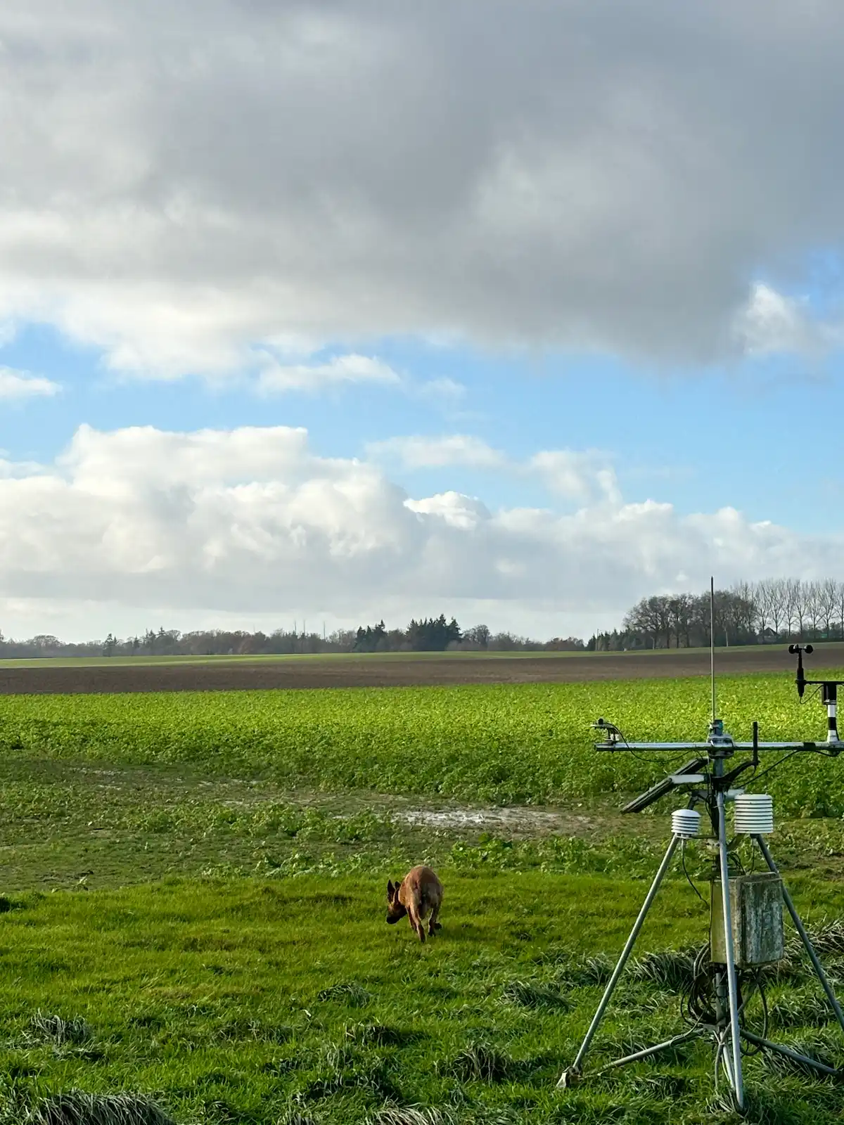 Rivière Féraux - keyline design - une vache dans un pré