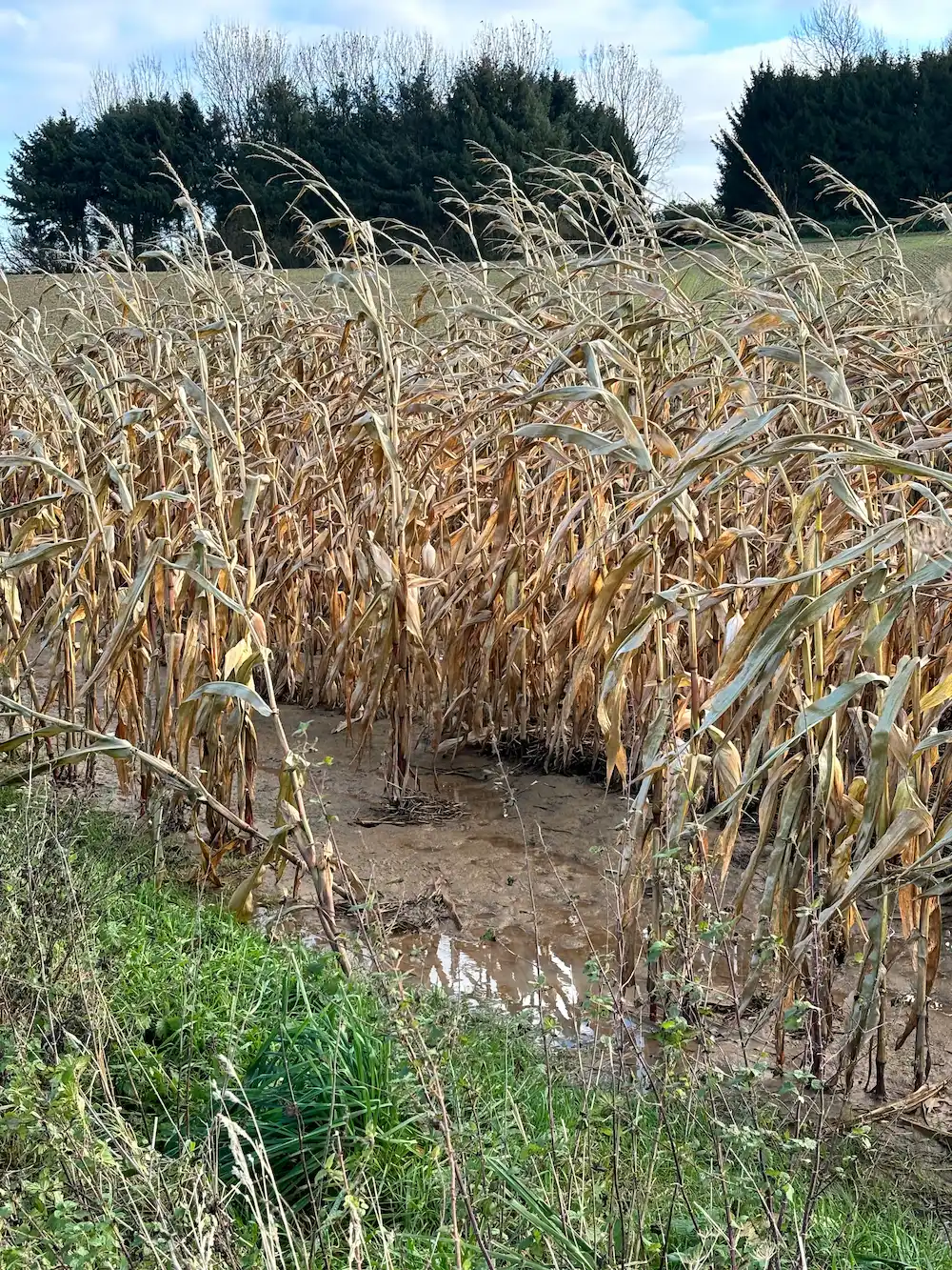 Rivière Féraux - keyline design - récolte