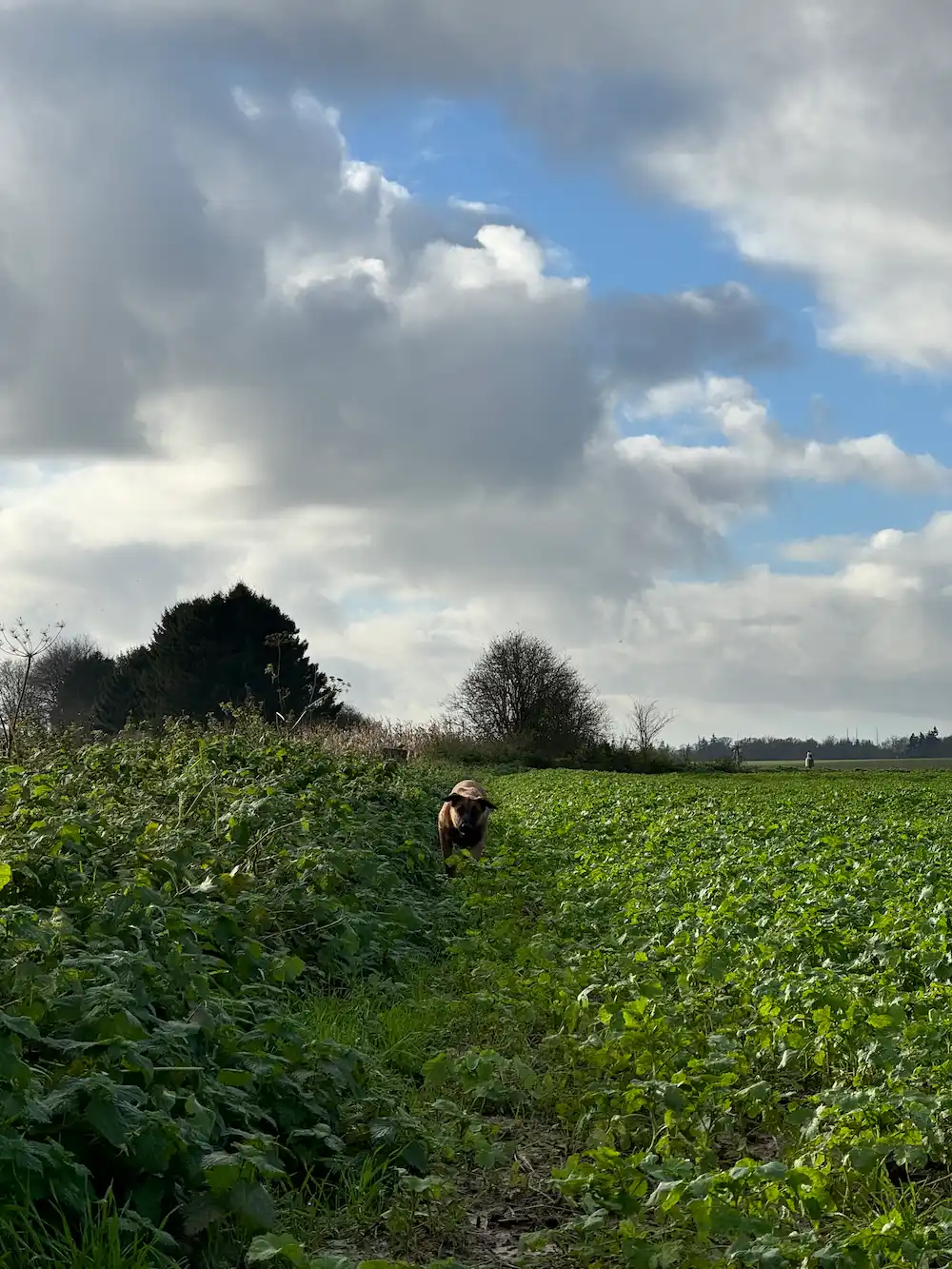 Rivière Féraux - keyline design - champ et vache