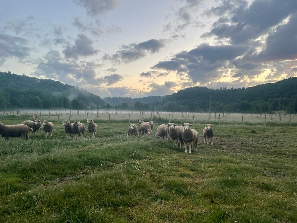 BOMAL Rivière & Féraux - Champs et verger avec moutons