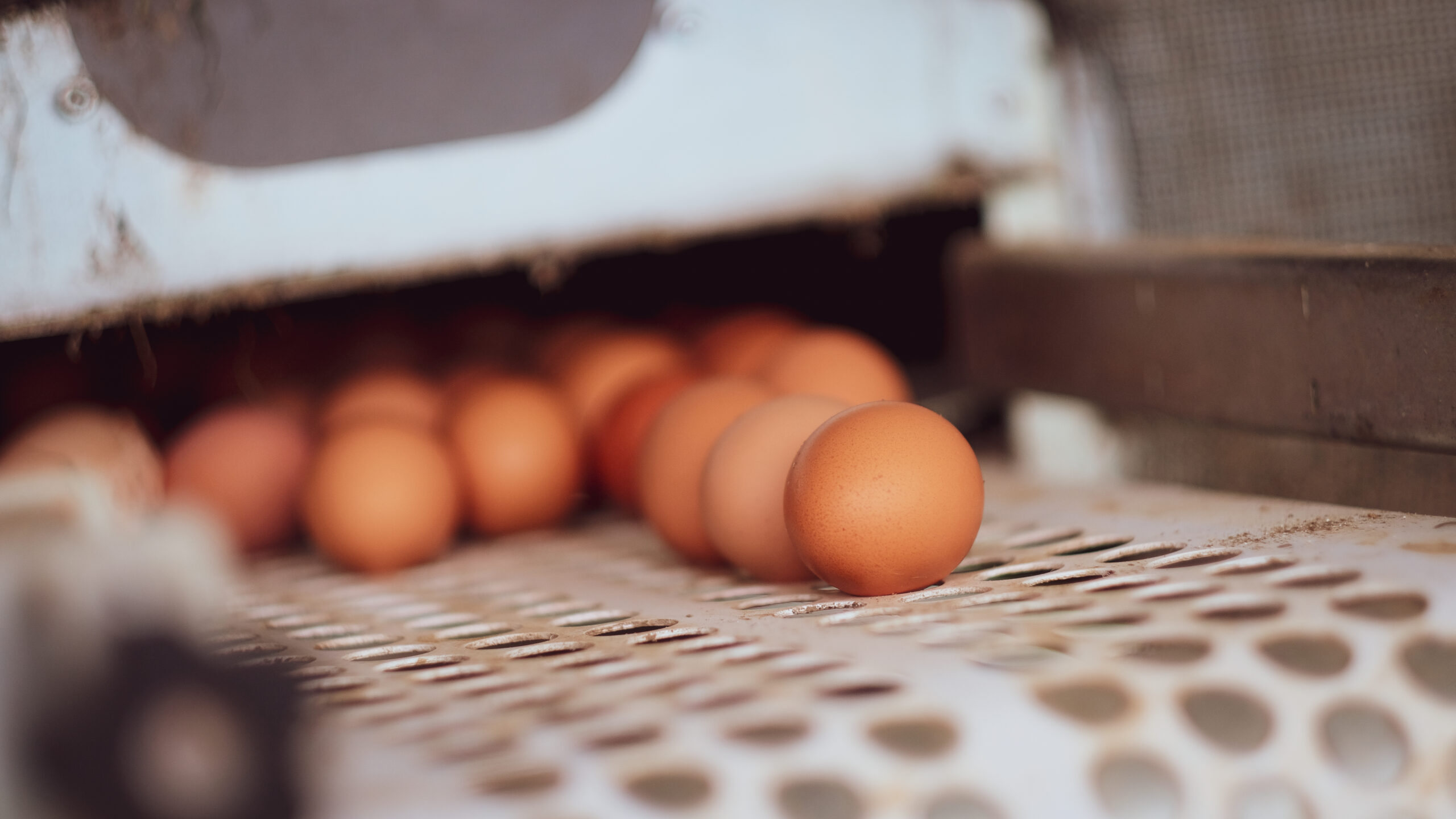 BOMAL Rivière & Féraux - oeufs de poules sortant du poullalier