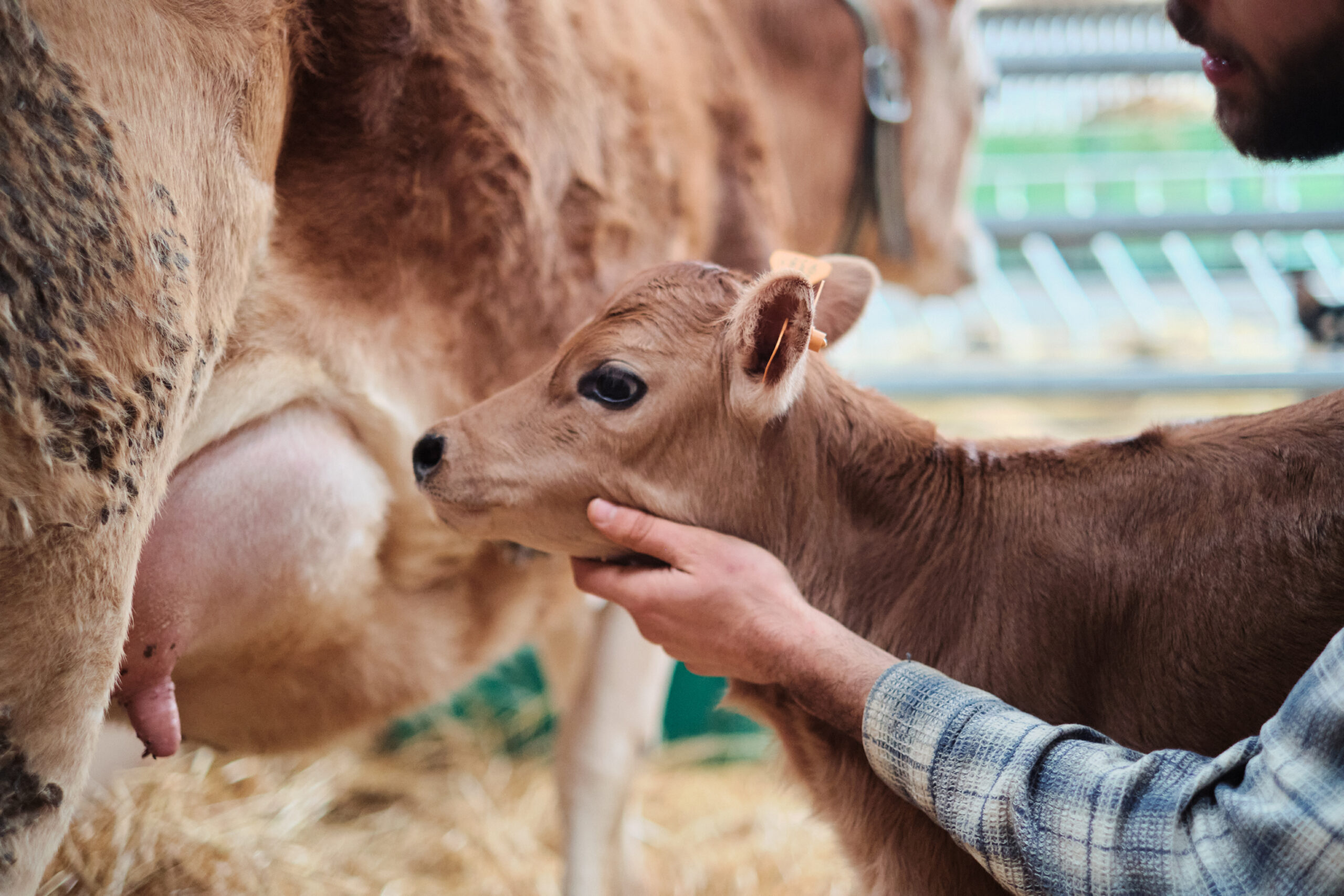 BOMAL Rivière & Féraux -veau et vache