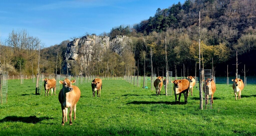 Rivière & Féraux - verger pommiers poiriers et bovins