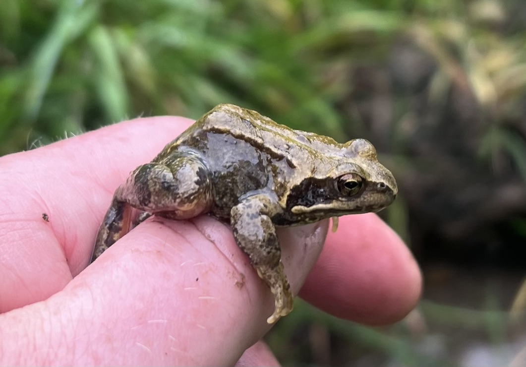 Rivière&Feraux - Liège-naturaliste